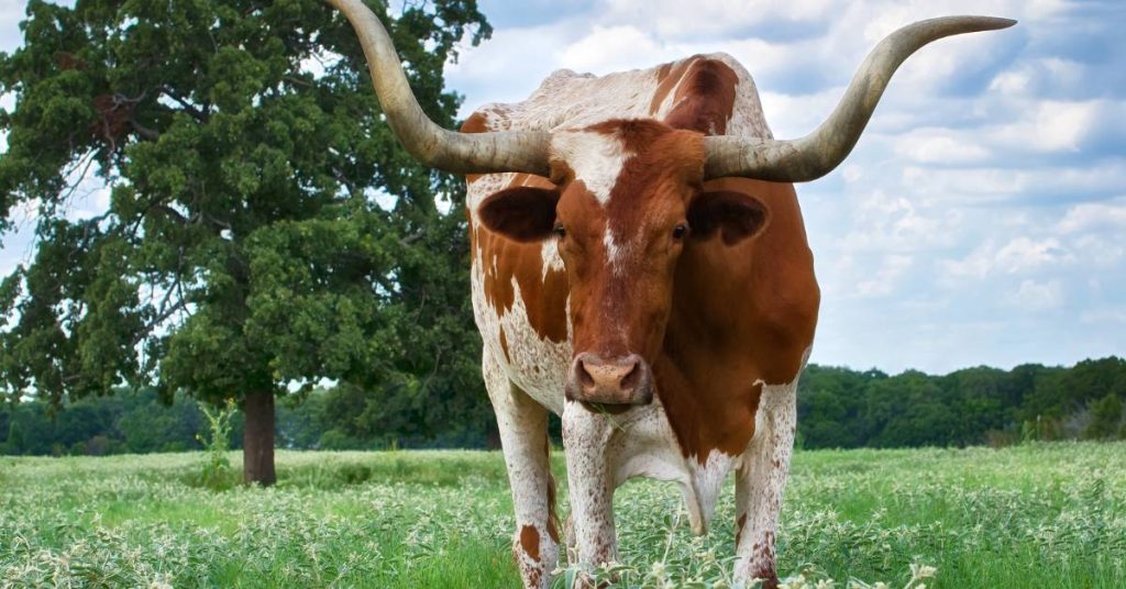 USDA Limits in Texas for 2023 [Updated]